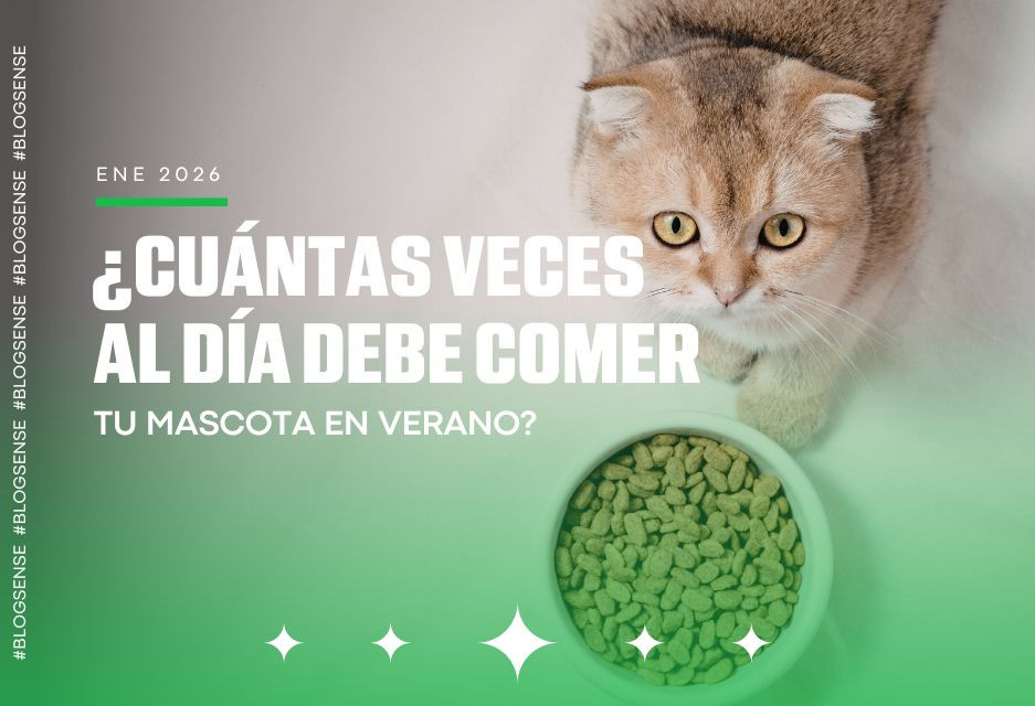 ¿Cuántas veces al día debe comer tu mascota en verano?